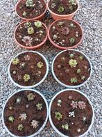 Rotsplantjes,,sempervivum, Tuin en Terras, Planten | Tuinplanten, Ophalen