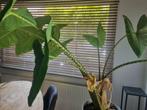 Plant met een grote pot, Vaste plant, Bloeit niet, Halfschaduw, Ophalen