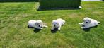 Golden Retriever pups, Dieren en Toebehoren, Honden | Retrievers, Spaniëls en Waterhonden, Golden retriever, België, CDV (hondenziekte)