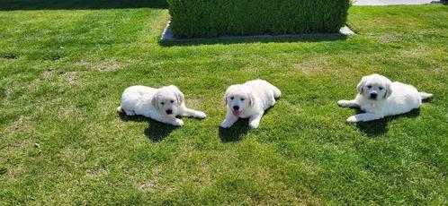Golden Retriever pups, Dieren en Toebehoren, Honden | Retrievers, Spaniëls en Waterhonden, Meerdere dieren, Golden retriever, Fokker | Professioneel