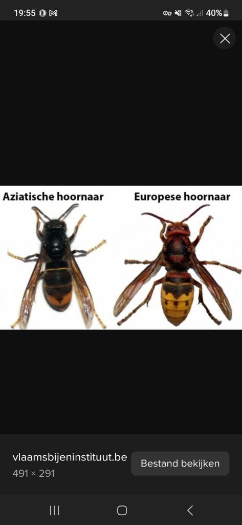 Bijen/wespen/hoornaar of hommel., Animaux & Accessoires, Animaux Autre