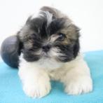 Lhasa Apso pups te koop (Belgisch), Dieren en Toebehoren, België, CDV (hondenziekte), 8 tot 15 weken, Meerdere