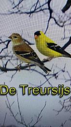 Te koop gevraagd treursijs pop + Noordse  isabel barmsijs, Dieren en Toebehoren, Wildzangvogel, Geringd