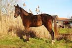 Merrie little indian x le blue diamond v/t ruytershof, Dieren en Toebehoren, Paarden, Merrie, Springpaard, Met stamboom, 3 tot 6 jaar