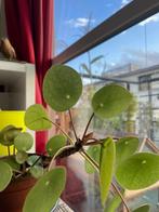 Plante (pannekoek), Ophalen, Vetplant, Halfschaduw, In pot