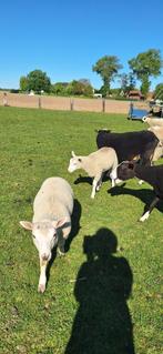 Schapen