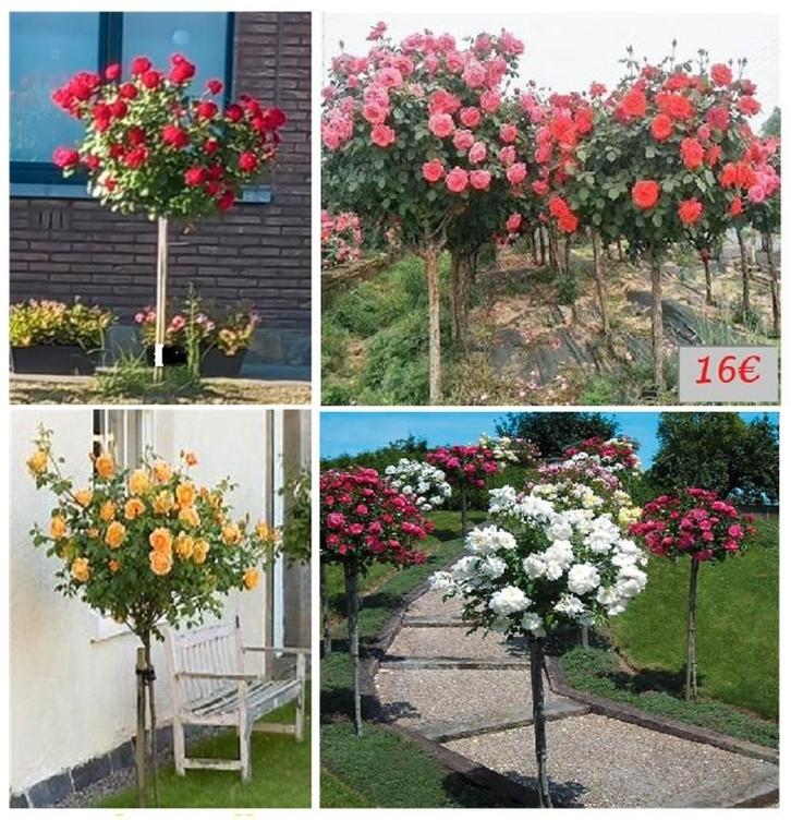 STAMROZEN: Gele, Rode, Roze, Witte, Oranje, ... 16€/stuk, Tuin en Terras, Planten | Tuinplanten, Vaste plant, Overige soorten