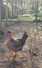 Te koop – prachtige groep kippen, Dieren en Toebehoren, Pluimvee, Geslacht onbekend