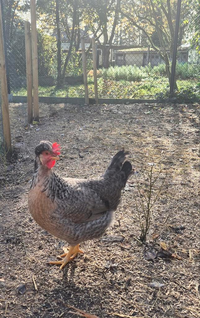 Te koop – prachtige groep kippen, Dieren en Toebehoren, Pluimvee, Geslacht onbekend