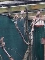 Roodmussen 2025, Dieren en Toebehoren