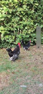 Krielhaantje te geef, Dieren en Toebehoren, Pluimvee