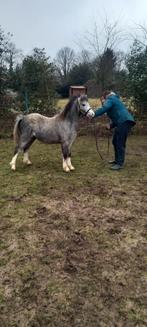 Welsh pony, Dieren en Toebehoren, Ontwormd