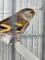 Kruising Distelvink x Kanarie, Dieren en Toebehoren, Vogels | Overige Vogels