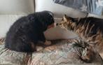 Berner sennen pups groeien op in huiselijke kring, Dieren en Toebehoren, Honden | Bulldogs, Pinschers en Molossers, België, Fokker | Hobbymatig