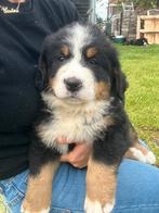 Bener sennen pups te koop, België, Particulier, CDV (hondenziekte), Meerdere