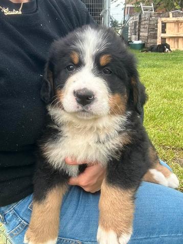 Bener sennen pups te koop, Swiss mountain, 8 à 15 semaines, Plusieurs, Particulier
