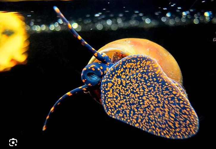 Bosbes slak Myrtille zeldzaam, Dieren en Toebehoren, Vissen | Aquariumvissen, Zoetwatervis, Slak of Weekdier, Schoolvis