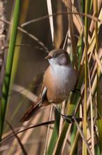 Gezocht Baardman pop, Dieren en Toebehoren, Vrouwelijk, Wildzangvogel, Geringd