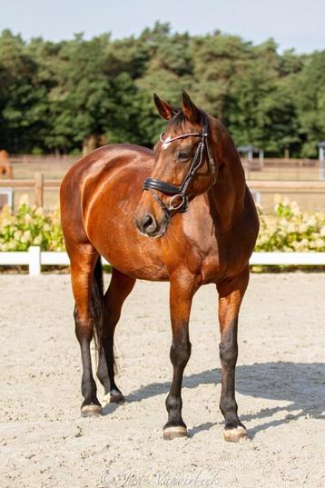 Springpaard  beschikbaar voor biedingen