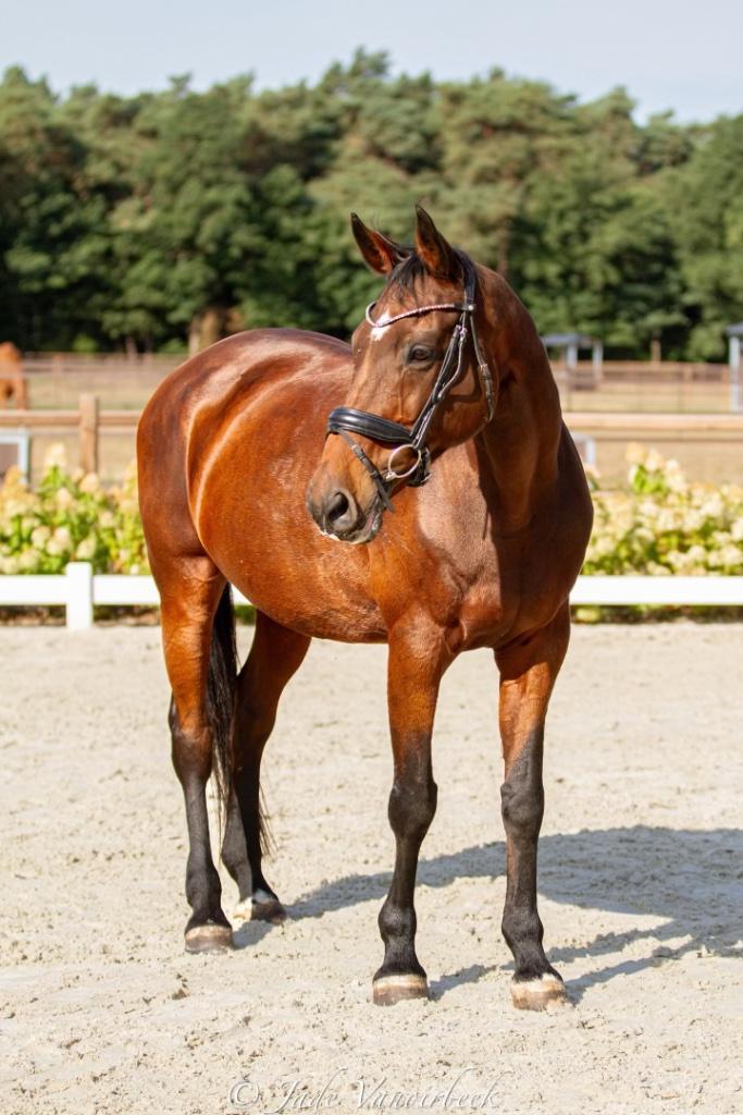 Springpaard, Dieren en Toebehoren, Paarden, Merrie, 165 tot 170 cm, 11 jaar of ouder, Springpaard, Met stamboom, Gechipt, Ontwormd