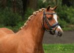 Mooie Welsh merrie, Dieren en Toebehoren, Pony's, Onbeleerd, B pony (1.17m tot 1.27m), Merrie, Gechipt