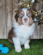 Australische herder pups / Aussi / Australian Shepherd pups, Dieren en Toebehoren, Honden | Herdershonden en Veedrijvers, België