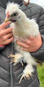 2 zijdehoen haantjes gratis, Mannelijk, Kip