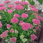 plante : sedum d'automne ou orpin : pot diamètre 10 cm, Tuin en Terras, Planten | Tuinplanten, Ophalen, Vaste plant, Siergrassen