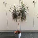 Kamerplant, Huis en Inrichting, Kamerplanten, Ophalen, Palm, In pot, Minder dan 100 cm