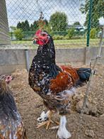 Brahma porselein, Dieren en Toebehoren, Mannelijk, Kip