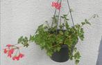 Echange ou vend géraniums rouge, Tuin en Terras, Ophalen