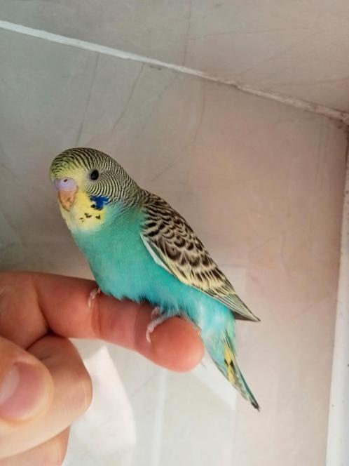 Supertamme mannelijke babyparkiet, Dieren en Toebehoren, Vogels | Parkieten en Papegaaien, Parkiet, Mannelijk, Tam