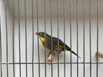 Koppels Japanse nachtegaal, Dieren en Toebehoren, Vogels | Overige Vogels