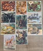 42 prenten: Dieren uit alle landen, Verzamelen, Foto's en Prenten, Ophalen of Verzenden, Gebruikt, Dier, Prent