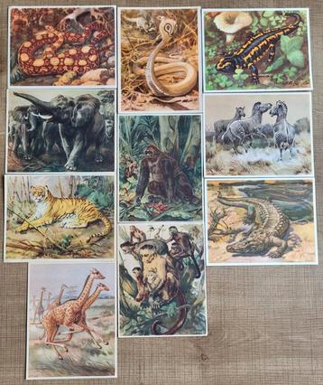 42 prenten: Dieren uit alle landen beschikbaar voor biedingen