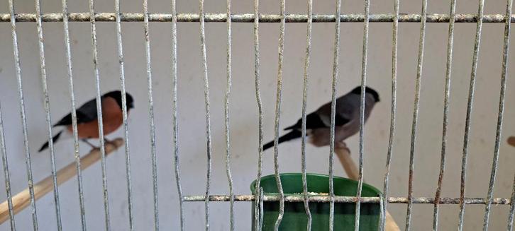 goudvinken, Dieren en Toebehoren, Vogels | Overige Vogels, Wildzangvogel, Meerdere dieren, Tam