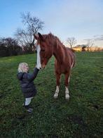 wandelpaardje of weidemaatje, Dieren en Toebehoren, Paarden, Ruin, Springpaard