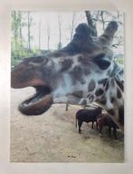 foto op canvas giraf 65 x 40 x 2 cm giraffe, Minder dan 50 cm, 50 tot 75 cm, Nieuw, Ophalen of Verzenden