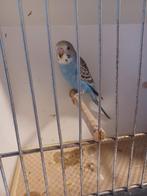 jonge grasparkieten, Perruche, Domestique