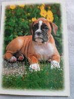 postkaart(hond), Verzamelen, Postkaarten | Dieren, Verzenden, Ongelopen