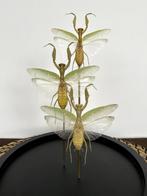 Splendide Ensemble de 3 Mantes Hierodula sous Globe Verre, Insecte, Animal empaillé, Enlèvement ou Envoi, Neuf