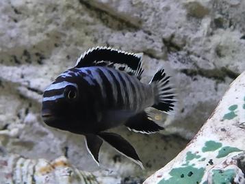 Malawi mbuna Soort Saulosi, zéér mooie zoetwatervis!! beschikbaar voor biedingen