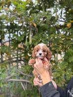 Prachtige cavapoo pups, België, Overige rassen, CDV (hondenziekte), 8 tot 15 weken