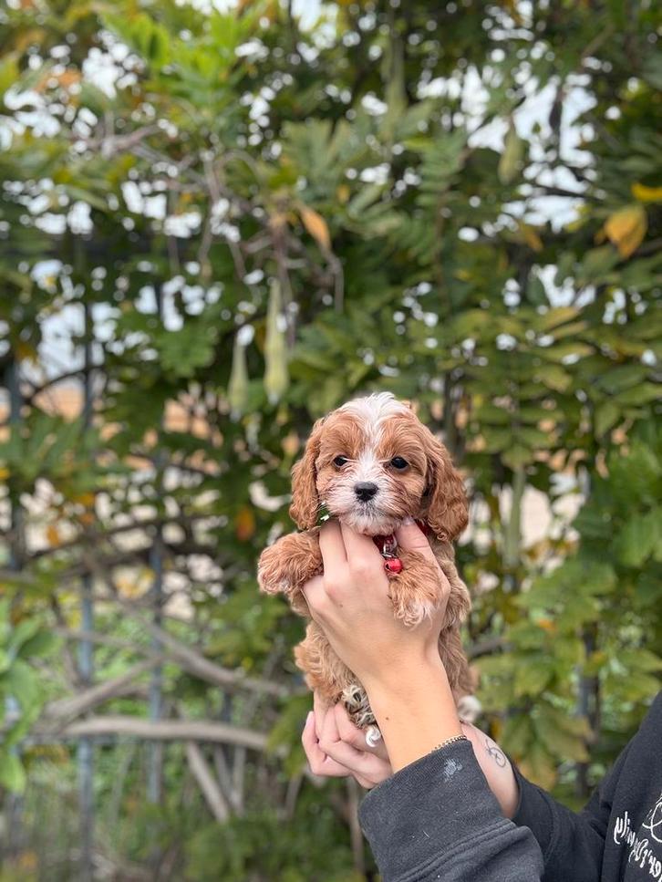 Prachtige cavapoo pups, Dieren en Toebehoren, Honden | Chihuahua's en Gezelschapshonden, Meerdere dieren, Overige rassen, Fokker | Professioneel