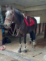 Sport merrie, Dieren en Toebehoren, Paarden, Merrie