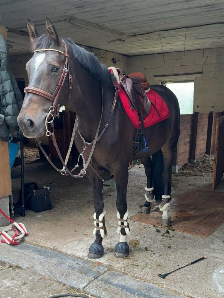 Sport merrie, Dieren en Toebehoren, Paarden, Merrie