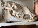 Gezocht: schedel kameel, Verzamelen, Dierenverzamelingen, Ophalen of Verzenden, Schedel