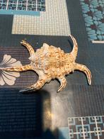 Schelpen, Verzamelen, Mineralen en Fossielen, Ophalen of Verzenden, Schelp(en)