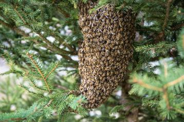 bijenzwerm gratis ophalen beschikbaar voor biedingen