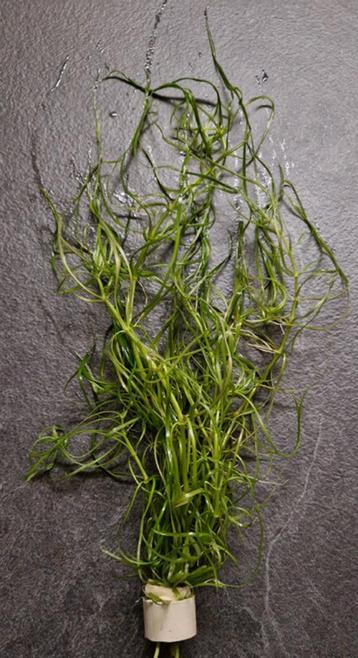 Verschillende stekken Guppygras beschikbaar voor biedingen